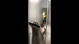 Cat climbs on glass door while owner is taking a shower