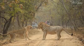 A ferocious exchange of rarely-seen pre-mating behaviour between an Asiatic lion and lioness saw the female roaring and taking swipes at the male.