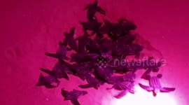Newly hatched baby leatherback sea turtles are helped into the ocean in Thailand