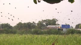 A farmer has her paddy field invaded by hundreds of hungry birds, she tries in vain to scare them by clapping and waving her hands, but they just keep coming back for more.