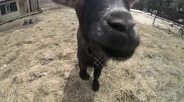 Baby Pygmy Goat and German Shepherd BFF Escape