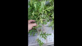 Baby watermelon