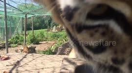 Hand Raised Bengal Tigers Playing Hide and Seek