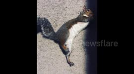Squirrel Munches On Snack While Lying Down