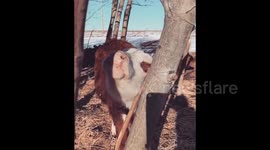 Cow Finds The Perfect Spot To Relieve An Itch
