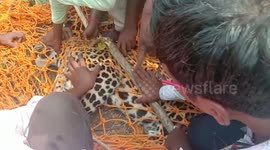 Forest officials in India rescue leopard stuck in trap intended for wild boar
