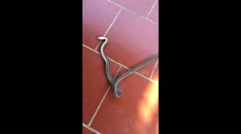 Snake plays dead when Vietnamese man approaches it in yard