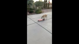Benny the Ice Skating Dog tries his paw at skate boarding