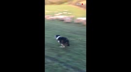 Watch as this border collie herds a flock of sheep in under a minute