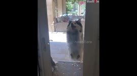 Funny Pomsky Wants Go Inside Home