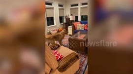 Meet Hudson, the sweet dog who loves to play hide-and-go-seek.