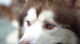 This Vietnamese man owns a whopping 36 Alaskan dogs