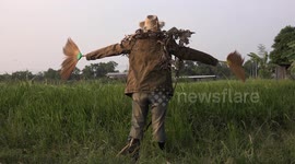 A Thai farmer gets a scare and falls to the ground with a scream, as her scarecrow comes to life and tries to help her scare away the birds from her paddy field.