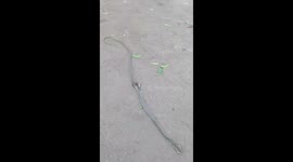 Snake got killed by kids