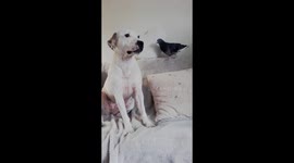 Peanut the pigeon  and Nelly Noodles