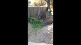 Hippo Family a baby and mother