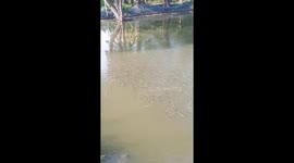 Fishes is filtering water in morning.