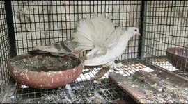 Cross breed fantailed pigeon