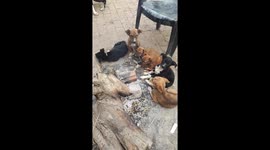 Dog puppies playing winter.