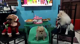Cute dog almost falls off chair while eyeing food on table