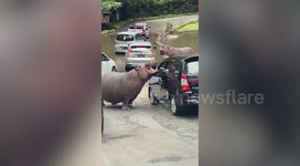 Hippos Cause A Traffic Jam At Safari Park