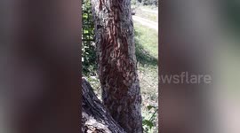 Hundreds of caterpillars crawl over tree in Thailand