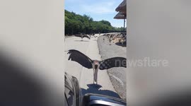 Storks use intimidation tactics to block traffic at Thailand zoo and it's terrifying