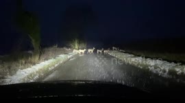Driver films 150-strong deer herd crossing road in Hertfordshire in the UK