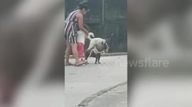 Dog runs off while pulling toddler on scooter
