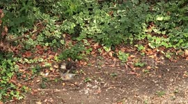 Bird of prey devours a pigeon in our garden