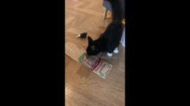 Kitten growls over his bag of treats which he is trying to get out of his stocking.