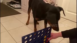 Incredible moment dog plays Connect Four and WINS