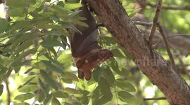 Cute African fruit bats seen napping during daytime