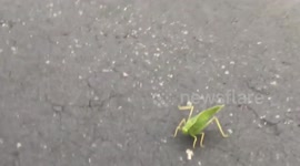 Alien Insect