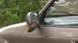 Woodpecker attacking its reflection in vehicle wing mirror