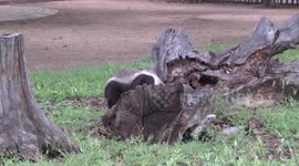 Honey Badger finding and eating his breakfast