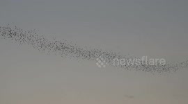 Thousands of bats fly together like snake winding across sky as they head out for night hunt