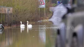 Swans share flooded road with motorists in Yorkshire