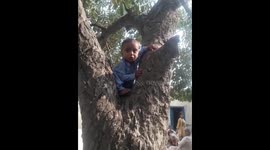 Little champ scared during clumping a tree