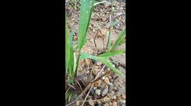 The Giant Ant of Borneo Malaysia
