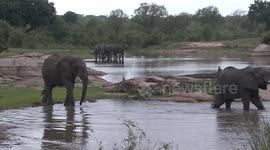 Young African Elephant Bulls enjoying the water – drinking, splashing, play-fighting