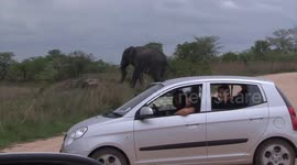 Huge Elephant Bull quietly crosses carpark and frightens tourists before taking a dip