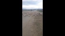 Thousands of ducks across the crowded road with many vehicles