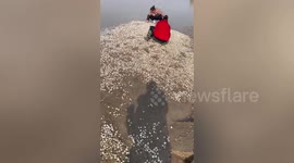 Huge tide of clams spotted on beach in eastern China