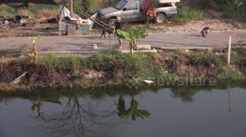This skilled hunter spears a snake head fish in a pond in Thailand.