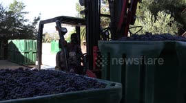 South Africa’s wine industry suffers under alcohol ban