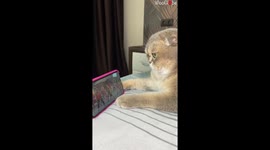 Sport is helpful for fitness, even if you are a cat
