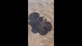 Defence mode activated! Octopus shoots water at filmer in Australia