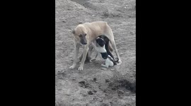 Mother Dog feeding their puppies