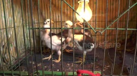 Chicken with third leg born on farm in Thailand